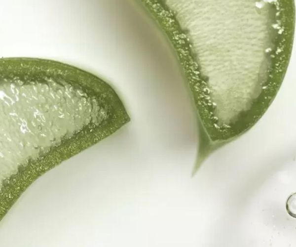 Frische Aloe-Vera-Scheiben mit Gel-Tropfen
