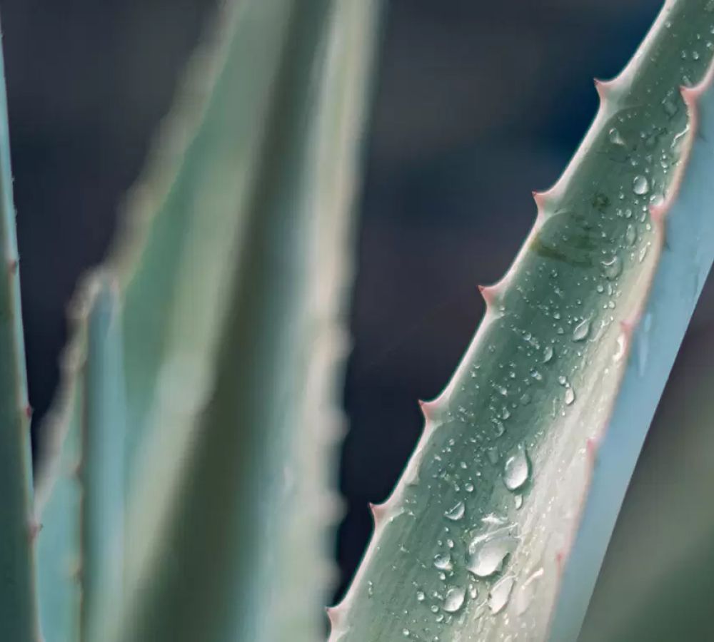 Aloe-Vera-Blätter mit Wassertropfen in Nahaufnahme